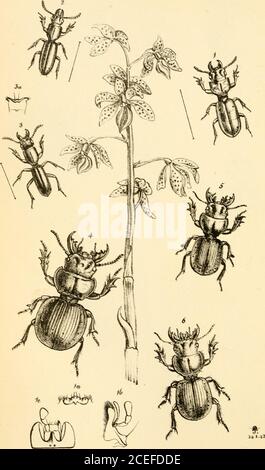 . Arcana entomologica, oder, Illustrationen von neuen, seltenen und interessanten Insekten. It. Stockfoto