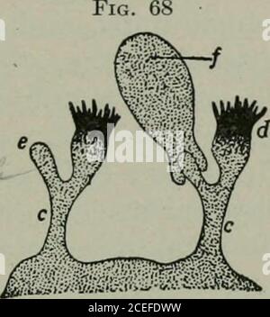 . Pathogene Mikroorganismen, einschließlich Bakterien und Protozoen; ein praktisches Handbuch für Studenten, Ärzte und Gesundheitsbeauftragte. ecover mitder Herstellung von Immunität. Dieses Phänomen wurde in mehreren Laboratorien gleichzeitig bemerkt, wurde aber zuerst definitiv von Theobald Smith beschrieben. Rosenau und Anderson, die viele Phasen des Teiljekts untersucht haben, fanden^, dass die Jungen sensibilisierter Tiere auch empfindlich sind. Homosexuell und Soiiihard* glauben, dass Anaphylaxie von der Präenz einer Substanz abhängt, die im injizierten Proteid enthalten ist und im sensibilisierten Tier wieder zurückgehalten wird. Sie rufen an Stockfoto