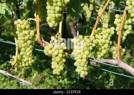 Weinrebe mit Trauben von saftigen, hängenden Trauben Stockfoto