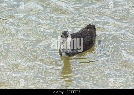 Ein Jugendhuhn (Fulica atra atra) schwimmend auf einem See Stockfoto