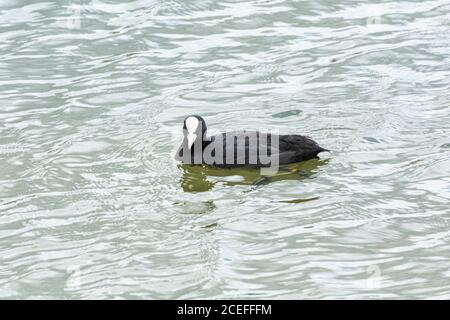 Ein erwachsener Ruß (Fulica atra atra) Stockfoto