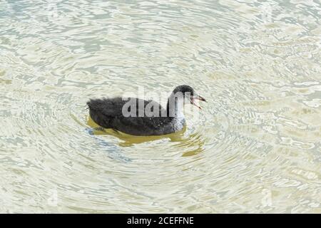 Ein Jugendhuhn (Fulica atra atra) schwimmend auf einem See Stockfoto