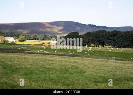 Eine große Herde Schafe Ovis widder auf der Farm Weide Land an den Ausläufern der Pennine Hügel und innerhalb Der Peak District National Park im Sommer Stockfoto