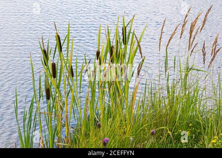 Große Raufralle (Typha latifolia) Wächst am Rande eines Sees Stockfoto