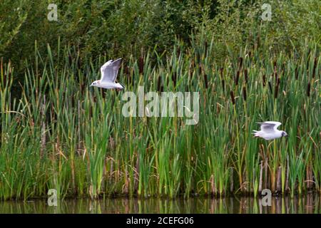 Zwei Jungmöwen (Chroicocephalus ridibundus) fliegen in verschiedene Richtungen Stockfoto