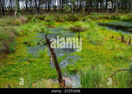 Das Pietzmoor, am Moor im Naturschutzgebiet Lüneburger Heide, bei Schneverdingen, Niedersachsen, Deutschland, Stockfoto