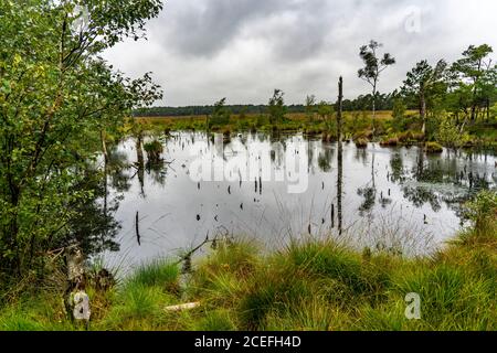 Das Pietzmoor, am Moor im Naturschutzgebiet Lüneburger Heide, bei Schneverdingen, Niedersachsen, Deutschland, Stockfoto