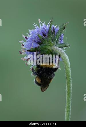 Buff-tailed Bumble Bee (Bombus terrestris) auf Devil's-bit Scabious, Kirconnel Flow Nature Reserve, Dumfries, SW Scotland Stockfoto