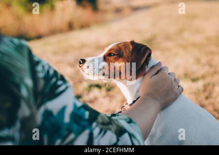 Liebenswert Welpen Jack Russell Terrier mit den Besitzern Hand, sitzt auf einer Herbstwiese. Schöner sonniger Tag. Stockfoto