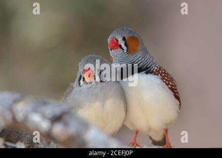 Paar Zebrafinken Stockfoto
