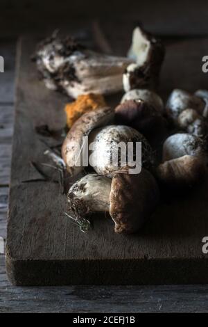 Nahaufnahme des Haufens frisch gesammelter Steinpilze Mit Wurzeln und Schmutz Stockfoto