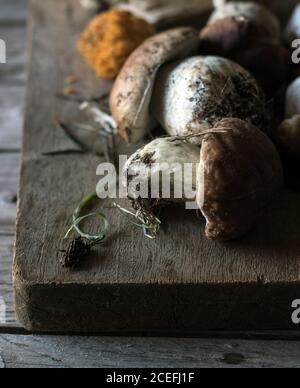 Nahaufnahme des Haufens frisch gesammelter Steinpilze Mit Wurzeln und Schmutz Stockfoto