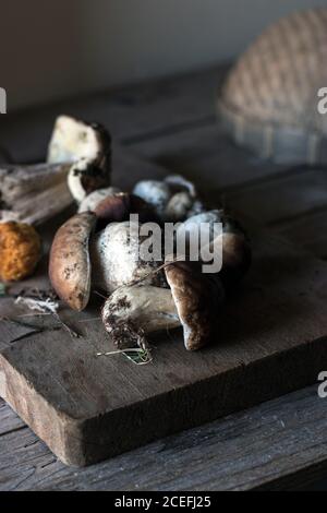 Nahaufnahme des Haufens frisch gesammelter Steinpilze Mit Wurzeln und Schmutz Stockfoto