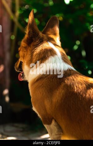 Welsh Corgi Hund im Hof ist spielen und beobachten die Katze, schöne grüne Hintergrund und entspannen im Garten Stockfoto