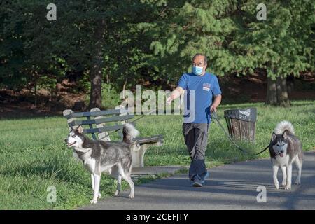 Ein asiatischer Amerikaner mit einer OP-Maske geht mit seinen 2 Husky-Hunden auf einem Weg am See in einem Park in Flushing, Queens, New York City/ Stockfoto