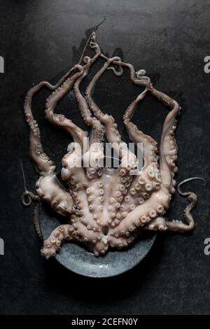 Von oben Schuss von ungekochten Kraken Tentakeln auf dem Teller liegen Auf schwarzer Marmorplatte Stockfoto