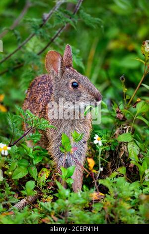 Das morgendliche Buffet wird von Marsh Rabbit genossen Stockfoto