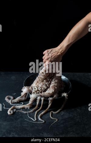 Crop Hand halten Tintenfisch über Teller Stockfoto