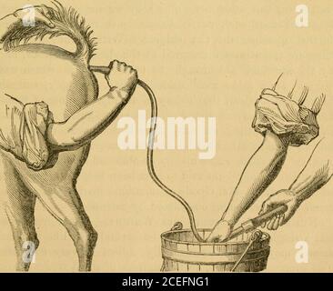 . Hippopathologie : eine systematische Abhandlung über die Störungen und Lamenesses des Pferdes, mit ihren am meisten genehmigten Methoden der Heilung ; Umarmung der Lehren der englischen und französischen Veterinärschulen ; die Meinungen der Professoren Coleman und Spooner, Dirrector Girard, Hurtrel d'Arboval, und andere britische und ausländische Tierärzte ; Mit illustrativen Holzschnitten. In einem solchen Fall asthis durch eine gründliche Untersuchung des Rektums : dies, in Verbindung mit Inspektion und Gefühl des Bauches, willnow und dann leisten einen Hinweis auf die Art der existierende Stillstand, und damit bieten einige Perspektiven, schwach tho Stockfoto