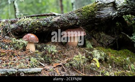 Zwei boletus edulis im Wald, einer von ihnen versteckt sich unter der Wurzel einer Kiefer, im Regen. Köstlicher, wilder, essbarer Pilz. Stockfoto