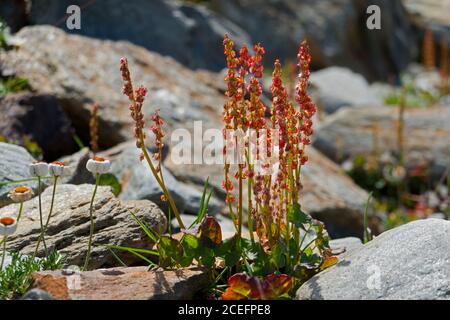 Alpensorrel, Oxyria digyna, wächst in den Bergen zwischen Felsen Stockfoto