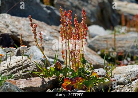 Alpensorrel, Oxyria digyna, wächst in den Bergen zwischen Felsen Stockfoto