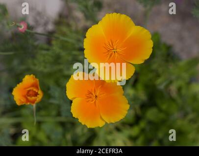 Zwei leuchtend orange gelbe Blüten und Knospe gegen weich verschwommen Gartenhintergrund Stockfoto