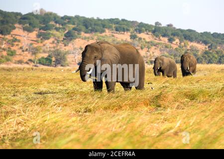 Herde riesiger Elefanten, die an sonnigen Tagen trockenes Gras fressen In Botswana Savanne Stockfoto