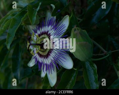 Blick auf einzelne passiflora Blüte und Knospe von der Seite genommen Stockfoto