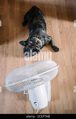 Französische Bulldogge vor einem Luftventilator. Stockfoto