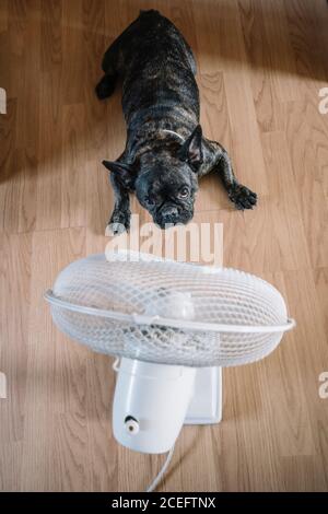 Französische Bulldogge vor einem Luftventilator. Stockfoto
