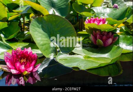 Eine rosa Seerosen in einem Teich Nahaufnahme Stockfoto