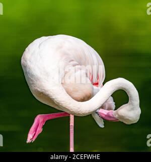 Blick auf einen rosa Flamingo, der im Stehen Federn putzt Auf einem Bein Stockfoto