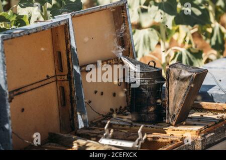 Bienenraucher für die Inspektion von Bienen Stockfoto