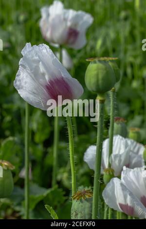 Detail von unreifen weißen Mohnkopf und Blumen.Mohnfeld. Kapseln von Mohn im Sommer verschwommen Hintergrund. Landwirtschaftliche Szene. Opium Mohnköpfe Stockfoto