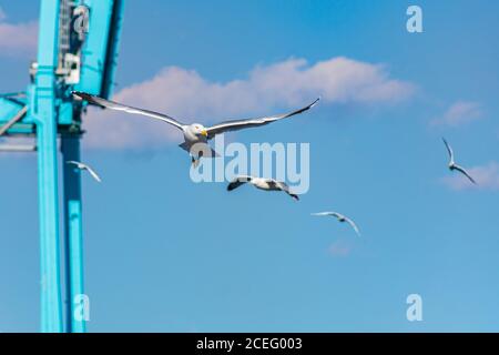 Vorderansicht einer Möwe, die im Vordergrund fliegt und mehrere hinter dem Bild. Stockfoto