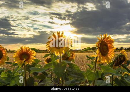 Sonnenblumenfeld Landschaft im Sommer.blühende gelbe Sonnenblumen mit Sonne. Nahaufnahme von Sonnenblumen bei Sonnenuntergang. Ländliche Landschaft wolkig blauen Himmel. Landwirtschaft Stockfoto