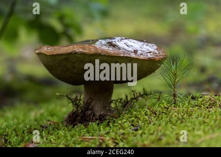 Alter Orangen-Kappenboletus in Moos, neben einer kleinen Kiefer. Wilder, essbarer Pilz. Stockfoto