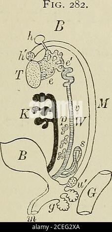 . Textbuch der normalen Histologie: Einschließlich einer Darstellung der Entwicklung des Gewebes und der Organe. Stockfoto