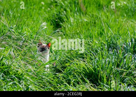 Siamkatze versteckt sich im Gras und schaut geradeaus. Stockfoto