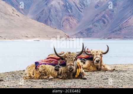 Ein Paar Yaks, die auf dem Pangong Tso (Pangong See) in Ladakh, Indien, in der Nähe der umstrittenen Linie der tatsächlichen Kontrolle (LAC) zwischen China und Indien ruhen. Stockfoto