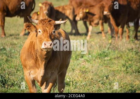 Braune gehörnte Kuh auf grüner Weide, sonniger Tag Stockfoto