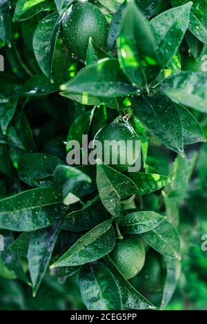 Nahaufnahme von kleinen grünen Orange mit Tropfen bedeckt Wasser wächst auf grünen Baum im Garten Stockfoto