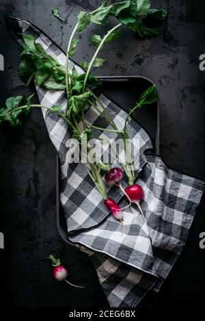 Draufsicht auf Tablett mit kariertem Handtuch und einigen reifen Rote Radieschen mit grünen Blättern Stockfoto