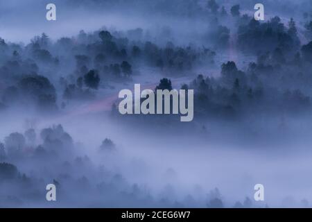 Nebel über Winterwald Stockfoto