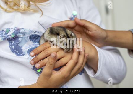 Mädchen (7) spielt mit einem Hamster, Kiel, Schleswig-Holstein, Deutschland Stockfoto