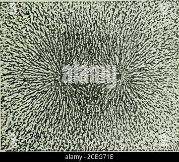 . Die Ontario High School Physik. FIQ. 451.- das Kraftfeld des Stabes-majjnet. Während die Abb. 452 zeigt es über ähnliche Pole von zwei Stabmagneten, die am Ende stehen. Die magnetische Kraft ist, wie wir gesehen haben, am größten in der Nähe der Pole, und hier sind die von den Filingsgezeigten Kurven am nächsten beieinander. So zeigt die Richtung der Kurven die Richtung der Kraftlinien an, Und ihre Nähe zu-gether an jedem Punkt zeigt die Stärke der magnetischen Kraft dort an.. Fio. 452. – Kraftfeld zweier Pole. 372 MAGNETISMUS 1^ ^^gjjSSSm &gt;■■ ■--&gt;•- Es gibt mehrere Möglichkeiten, diese zu machen Stockfoto