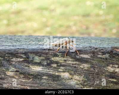 Waldkäfer ruht auf einer Bank Stockfoto