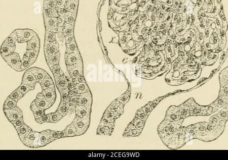 . Textbuch der normalen Histologie: Einschließlich einer Darstellung der Entwicklung des Gewebes und der Organe. ^^. Stockfoto