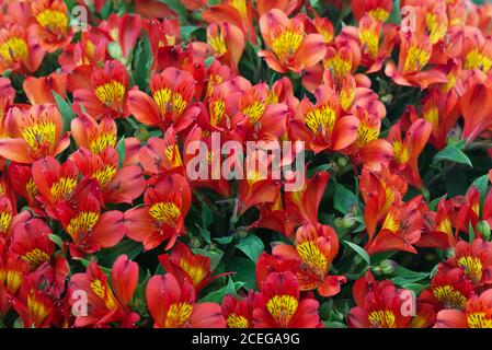 Alstroemeria aurea, Mars, peruanische lilly. Stockfoto